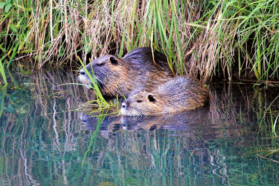 Die Nutria hat jetzt eine ganzjährige Jagdzeit in Schleswig-Holstein. (Symbolbild: Hans Benn auf Pixabay)