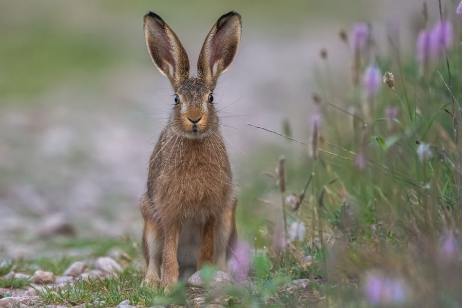 Besonders erfreut zeigte sich Nicole Heitzig, die Präsidentin des Landesjagdverbandes Nordrhein-Westfalens, über die wieder steigenden Streckenzahlen beim Feldhasen. (Symbolbild: Sven Ziegler auf Pixabay)