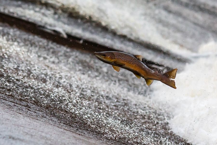 Die aktuelle Rote Liste für Deutschland stuft den Atlantischen Lachs (Salmo salar) weiterhin als „vom Aussterben bedroht“ ein. (Symbolbild: danny moore auf Pixabay)