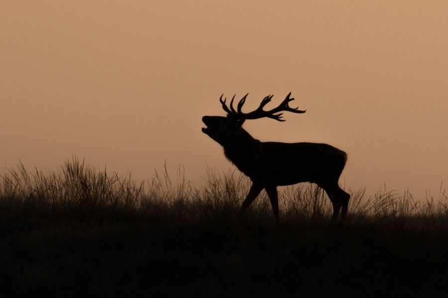 In Mecklenburg-Vorpommern darf Rot- und Damwild in der Zeit vom 01. Oktober bis zum 31. Januar auch nachts bejagt werden. Hier die Silhouette eines Rothirsches im Zwielicht. (Symbolbild: Herbert Aust auf Pixabay)