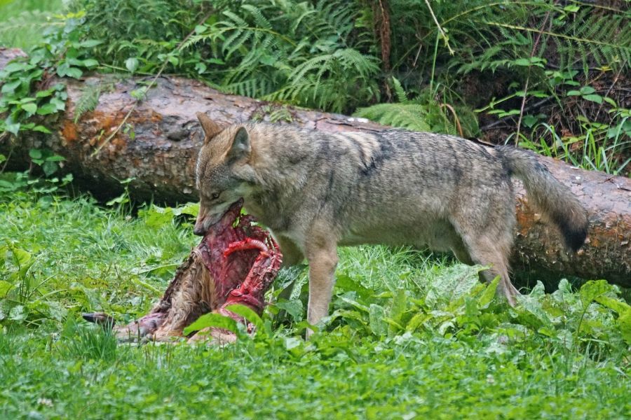 Ein Wolf frisst an einem gerissenen Reh. (Symbolbild: Marcel Langthim auf Pixabay)