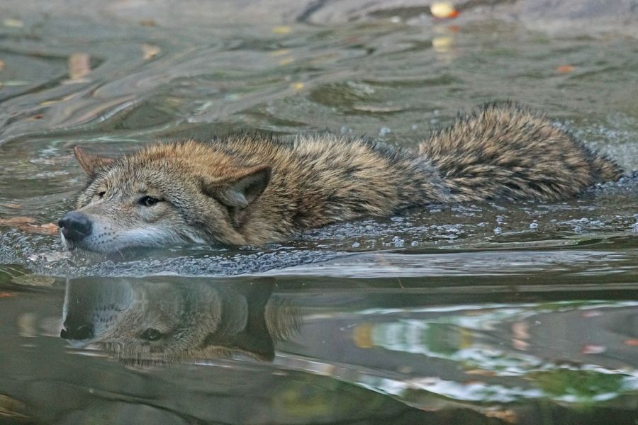 Ein schwimmender Wolf. (Symbolbild: Marcel Langthim auf Pixabay)
