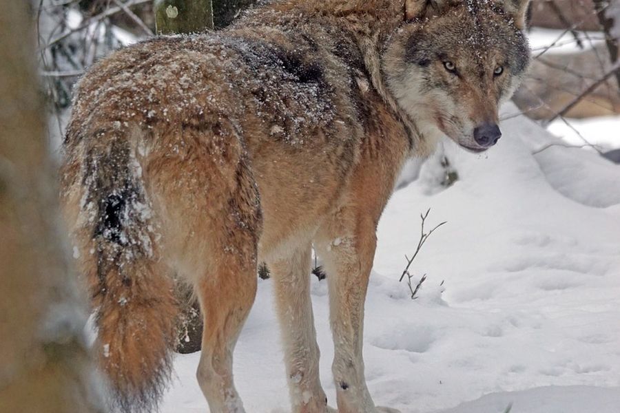 Ein Wolf im Schnee. (Symbolbild: Marcel Langthim auf Pixabay)