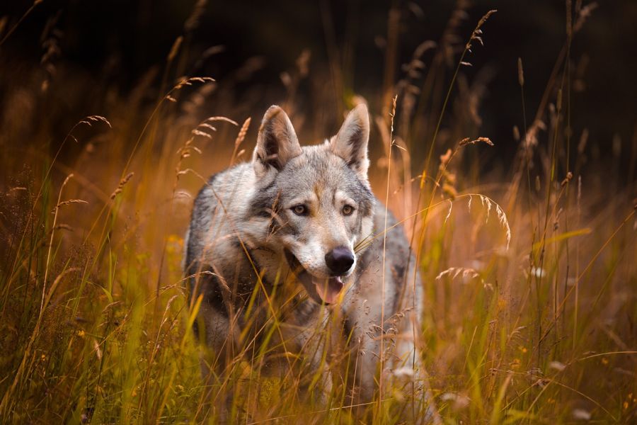 Ein Wolf, der in einer Wiese steht. (Symbolbild: Šárka Jonášová auf Pixabay)