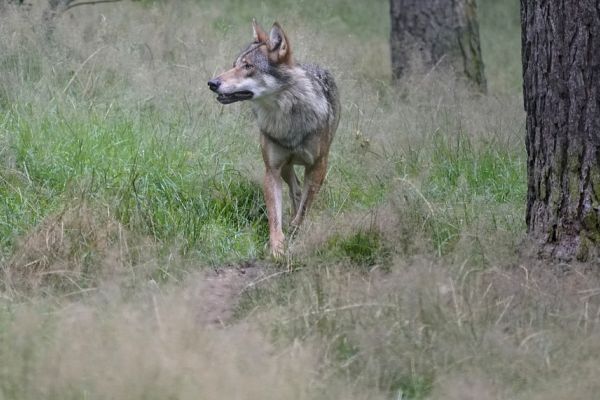 Zweiter räudiger Wolf in Sachsen-Anhalt geschossen