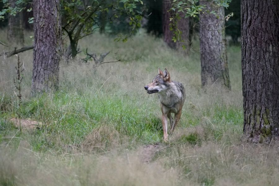 Ein Wolf läuft durch einen Wald. (Symbolbild: jhenning)