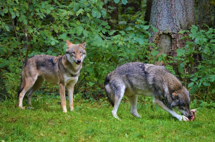 Zwei Wölfe, von denen einer an einem Stück Fleisch frisst. (Symbolbild: Olle August auf Pixabay)