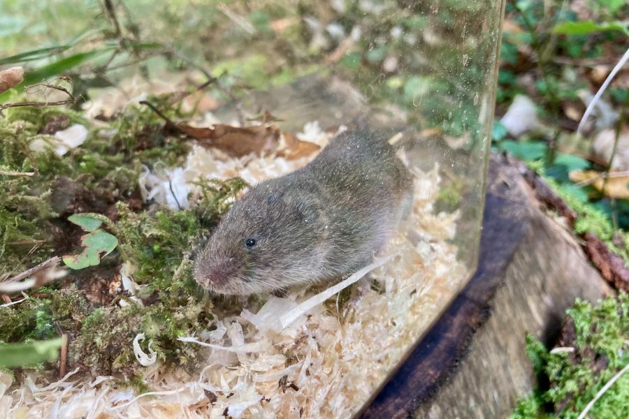 Die gefundene Bayerische Kurzohrmaus belegt ein bestehendes Vorkommen in Bayern. (Quelle: David Stille, Stille NATUR)