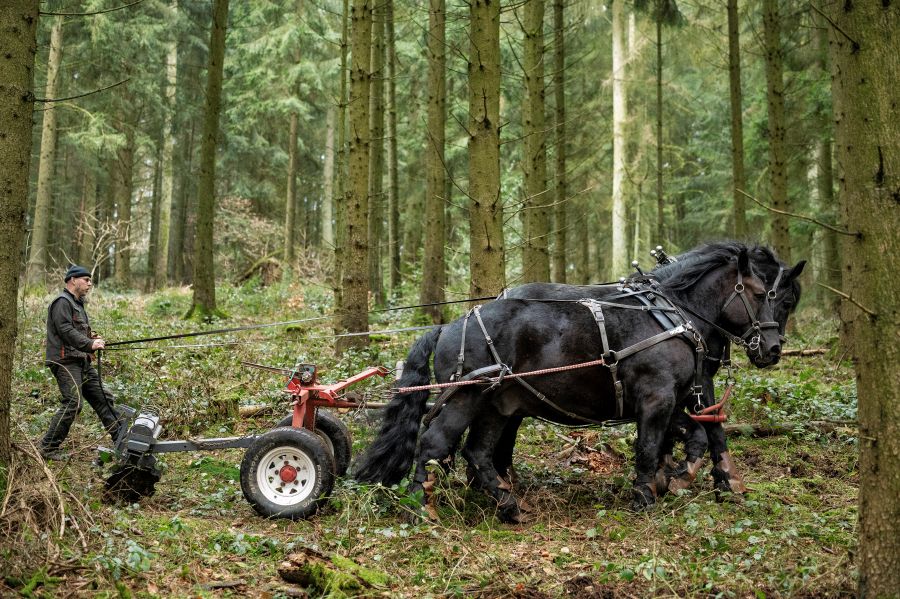 Pferde-Forstunternehmer Karsten Wüstefeld mit seinen beiden Kaltblütern „Arno“ und „Toni“, die die Egge über den Waldboden ziehen. (Quelle: Niedersächsische Landesforsten)