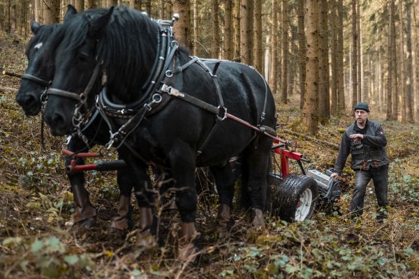 Pferde bereiten Waldboden für Tannensaat vor