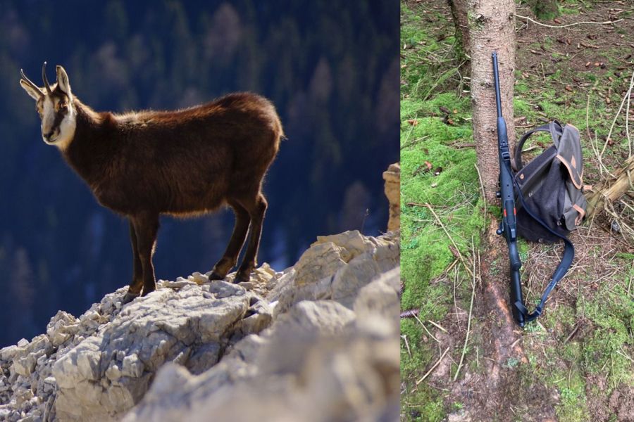 Nachdem er eine Gams geschossen hatte, ließ er sein Gewehr an einem Baum gelehnt zurück. (Symbolbilder: rottonara/mlz)