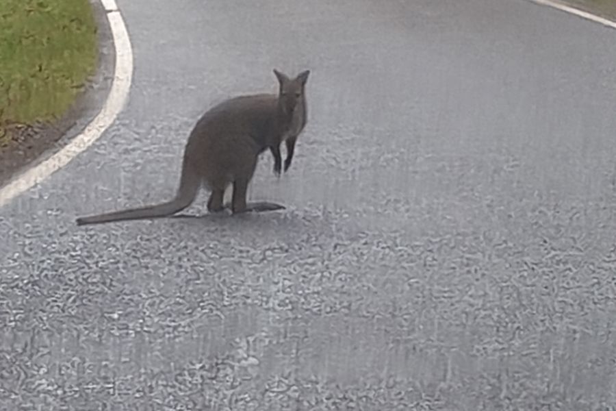 Ein Känguru steht mitten auf der Straße und schau in die Kamera. (Foto: Polizei)