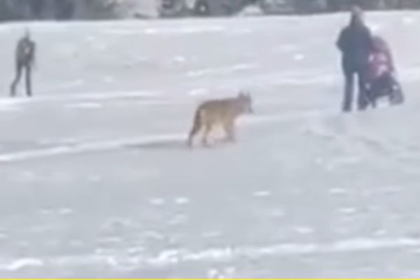 Wolf verfolgt Frau mit Kinderwagen im Val di Fassa