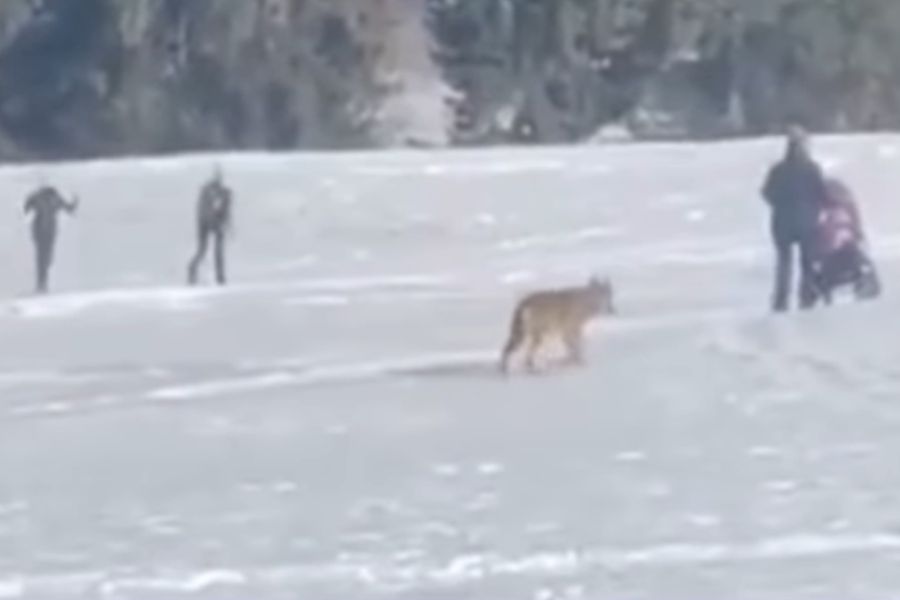 Hier ist zu sehen, wie ein Wolf einer Frau mit Kinderwagen folgt. Links am Rand sind Langläufer zu sehen. (Quelle: Facebook/www.associazioneculturarurale.it) 