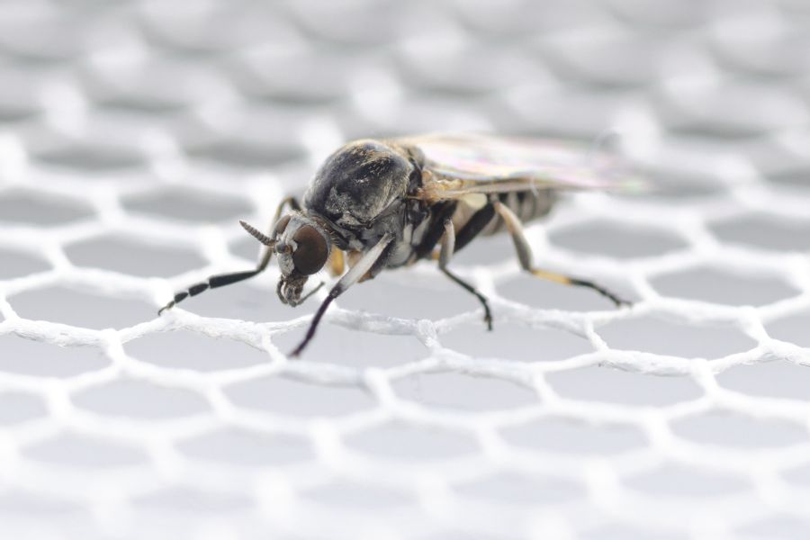 Die Art Simulium ornatum gehört zu den veterinär- und humanmedizinisch relevanten Kriebelmücken. (Foto: Dorian Dörge)