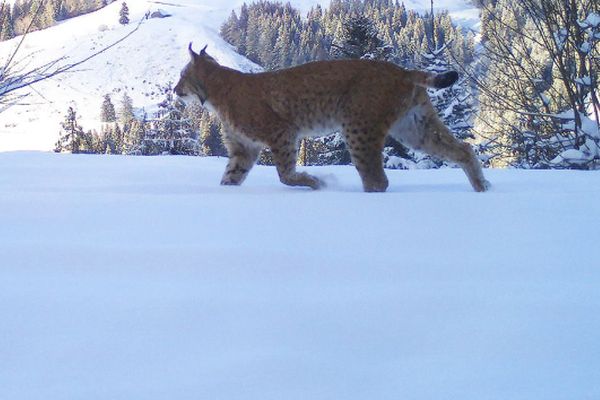 Schweiz fördert Luchs-Vernetzung durch Sanierung von Wildtierkorridoren