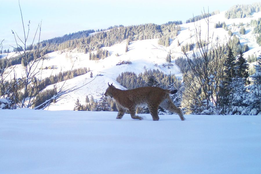 Ein Luchs im Schnee. (Quelle: © Amt für Wald und Natur, Freiburg)