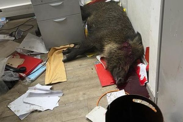 Wildschwein sorgt für Aufregung im Rathaus von Sallanches