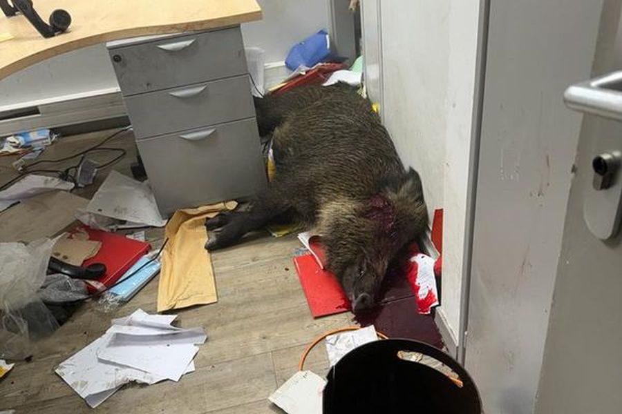 Der Wildschweinkeiler musste aus Sicherheitsgründen noch im Verwaltungsgebäude erlegt werden. (Foto: Gemeinde Sallanches / Georges Morand)