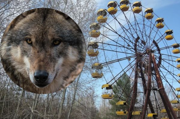 Mutierte Tschernobyl-Wölfe entwickeln Resilienz gegen Krebs