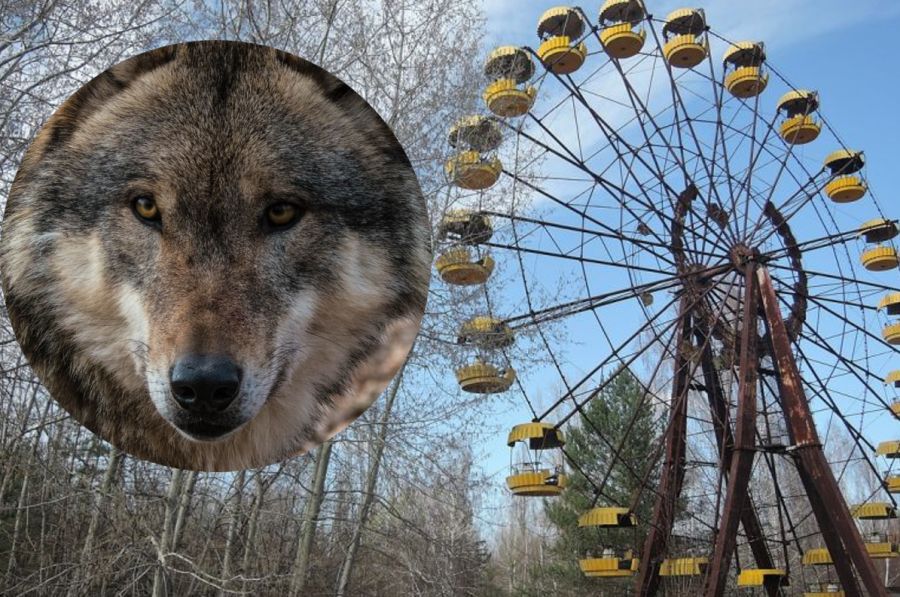 Das bekannte Riesenrad im Vergnügungspark von Prypjat in der Sperrzone um den havarierten Kernreaktor von Tschernobyl. (Symbolbild: Sergii / Andrea auf Pixabay)
