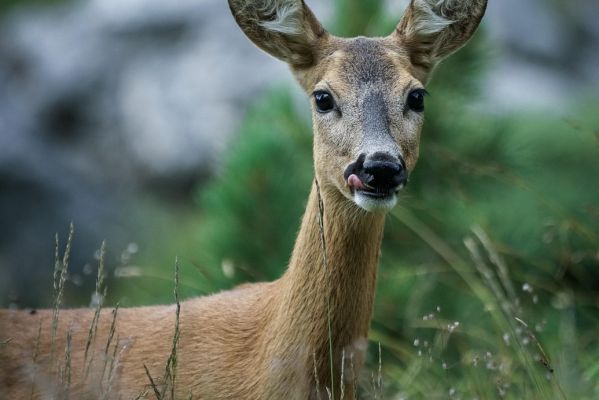 Serie von Jagdwilderei im Kreis Heinsberg geht weiter