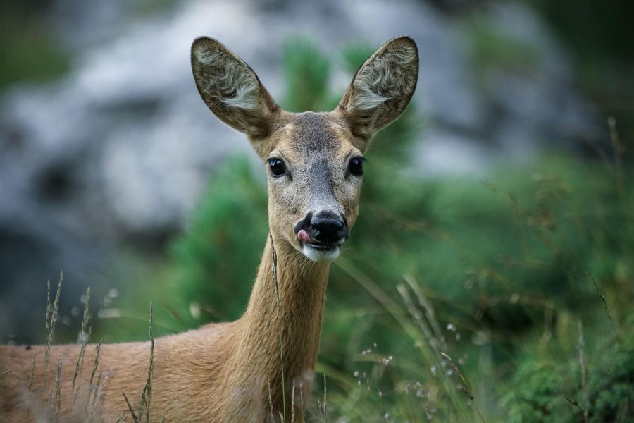 Ein weibliches Stück Rehwild. (Symbolbild: Mario auf Pixabay)