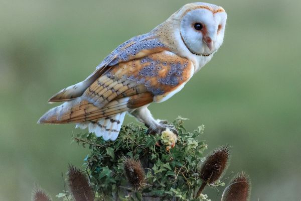 Neue Rote Liste: Über 60 Prozent der Vogelarten in Hessen sind bedroht 
