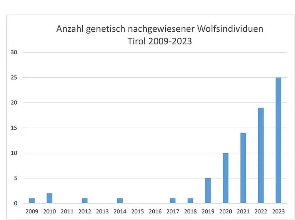 Von 19 auf 25 hat sich die Zahl der gesicherten genetischen Wolfsnachweise in Tirol innerhalb eines Jahres erhöht. Das entspricht einer Steigerung von rund einem Drittel. © Land Tirol
