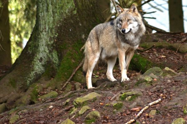 Neue Maßnahmen zur Bewältigung von Wolfsangriffen beschlossen