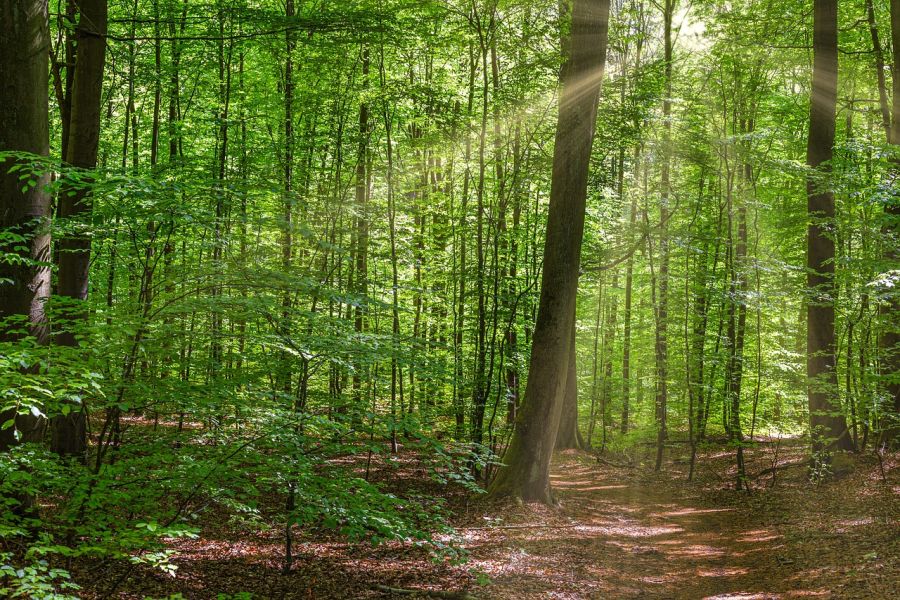 Wald im Frühjahr. (Symbolbild: Tom auf Pixabay)