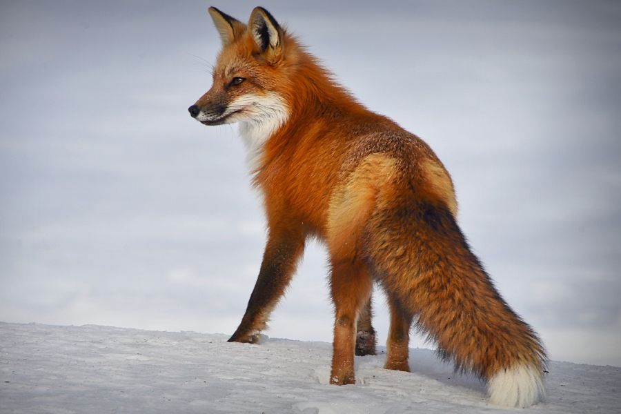 Ein Rotfuchs im Schnee. (Symbolbild: Alain Audet auf Pixabay)