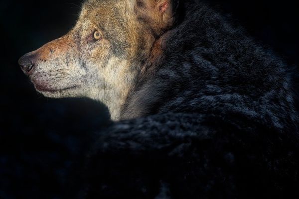 Wallis: 27 Wölfe im Rahmen der proaktive Wolfsregulierung geschossen