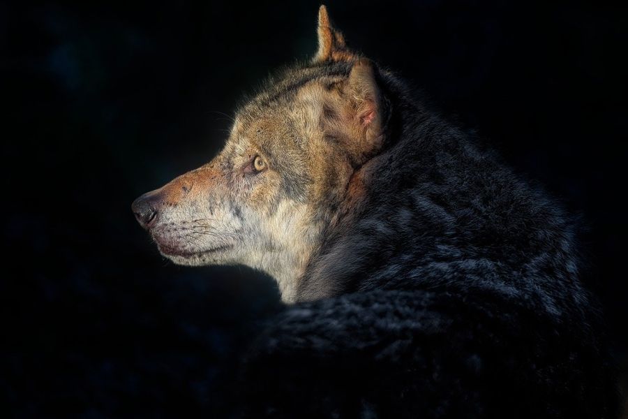 Ein Wolf im Zwielicht. (Foto: ambquinn auf Pixabay)