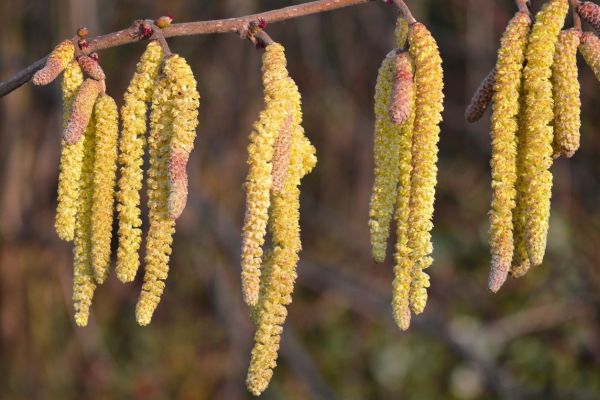 Knospen der Waldbäume in den Startlöchern