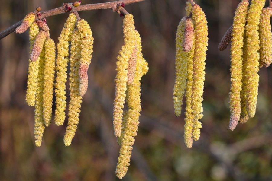 An der Gemeinen Hasel (Corylus avellana) erscheinen männliche und weibliche Blüten zugleich. (Symbolbild: Frauke Riether auf Pixabay)