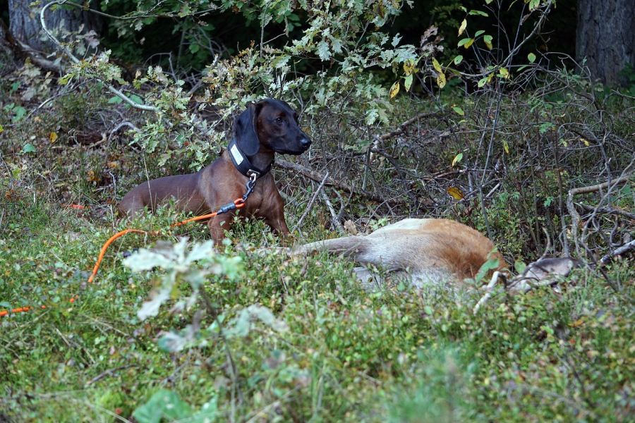 Ein Schweißhund an einem gefundenen Stück Schalenwild. (Symbolbild: Artur Pawlak auf Pixabay)
