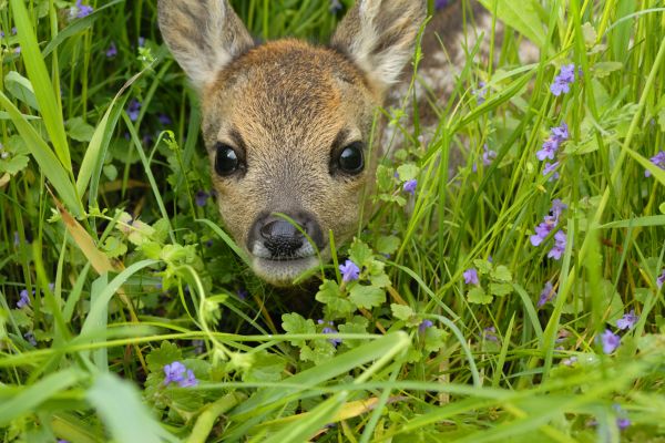 Bundesweite Umfrage zur Optimierung der Jungwild-Rettung gestartet