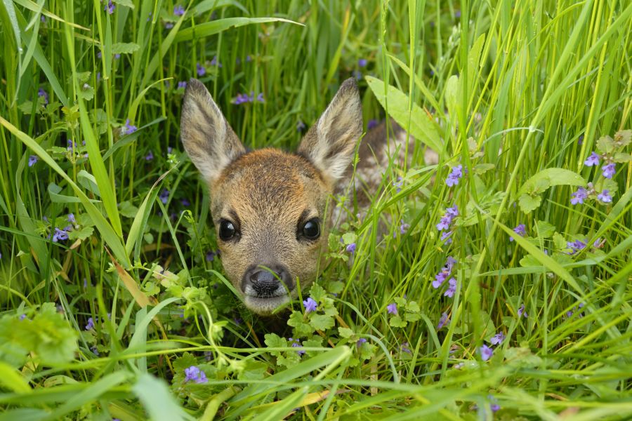 Rehkitz im hohen Gras. (Symbolbild: iStock/Anagramm)