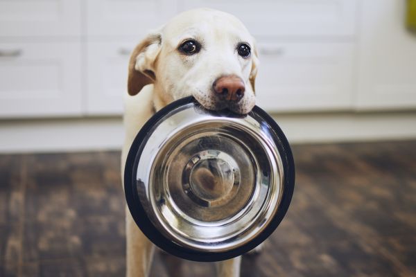 Nachhaltiges Hunde- und Katzenfutter aus dem Moor