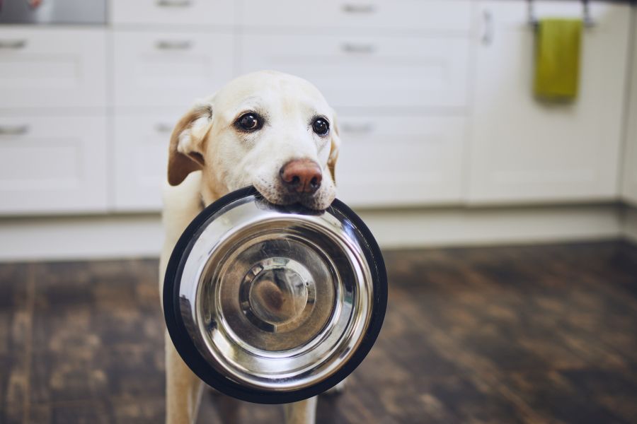 Ein Hund, der seinen Napf im Maul trägt und auf Futter wartet, das vielleicht bald sogar aus dem Moor kommen wird?! (Symbolbild: iStock/Chalabala)