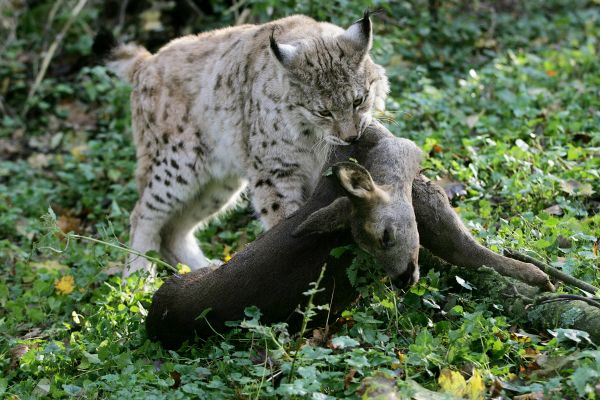 Dreißig Jahre Forschung: So beeinflussen Rehe die Luchspopulation