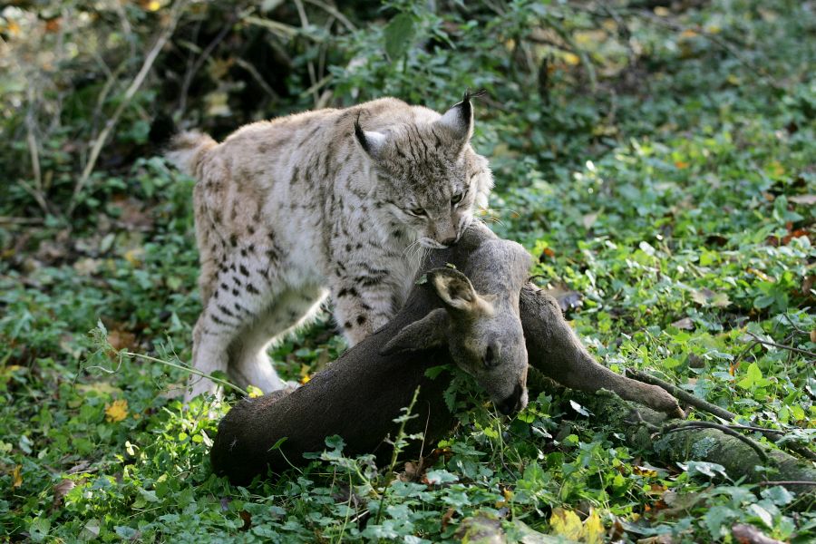 Ein Luchs mit seiner Beute, einem weiblichen Stück Rehwild. (Symbolbild: iStock/slowmotiongli)