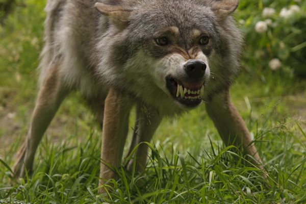 Tötete ein Wolf einen 73-jährigen Mann in Südtirol?