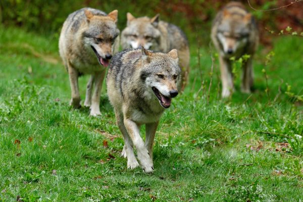 Erfolgreiche Bilanz der ersten proaktiven Wolfsregulation in Graubünden