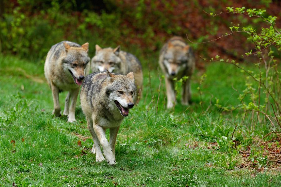 Ein Wolfsrudel zieht über eine Grünfläche. (Symbolbild: iStock/Ondrej Prosicky)