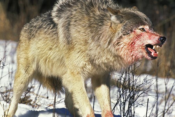 Tödlicher Wolfsangriff in Westsibirien: 60-jährige Rentnerin totgebissen