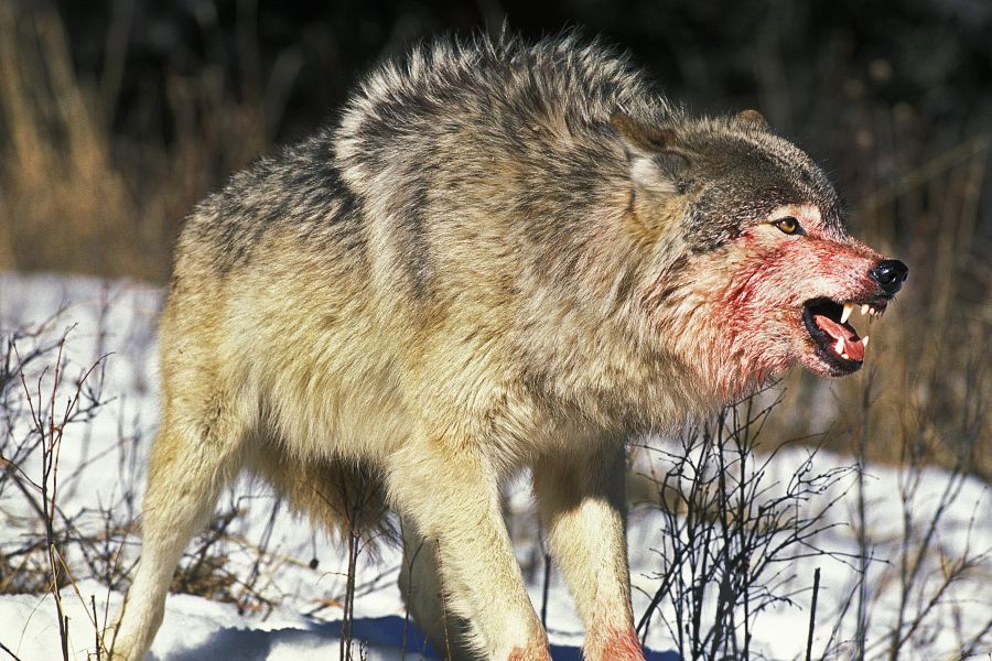 Ein blutverschmierter Wolf fletscht die Zähne. (Symbolbild: iStock/slowmotiongli)