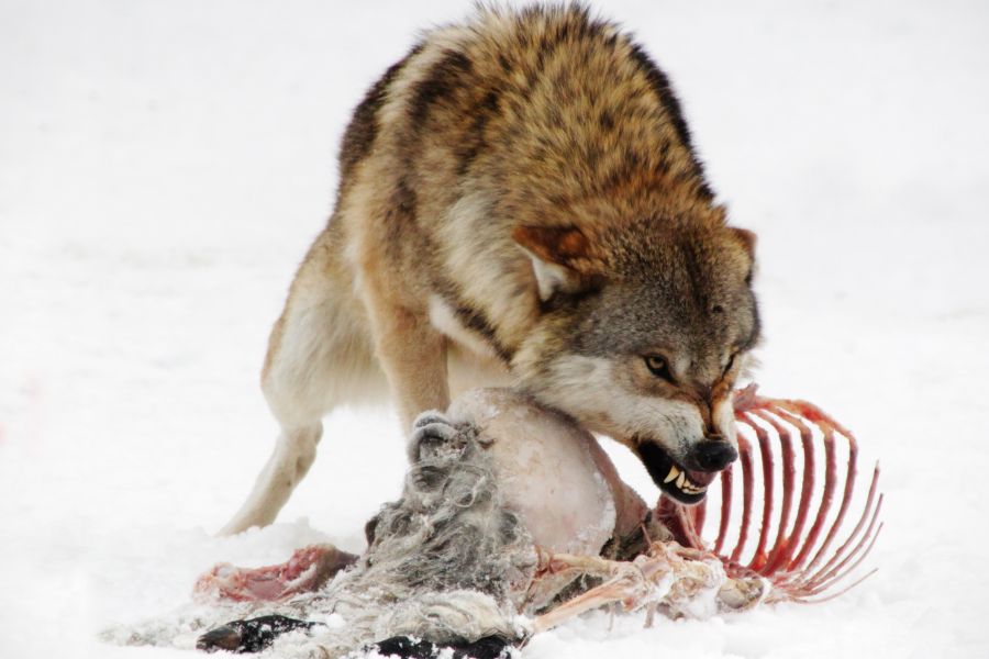 Ein Wolf frisst an seiner Beute. (Symbolbild: iStock/Jana Mechmershausen)