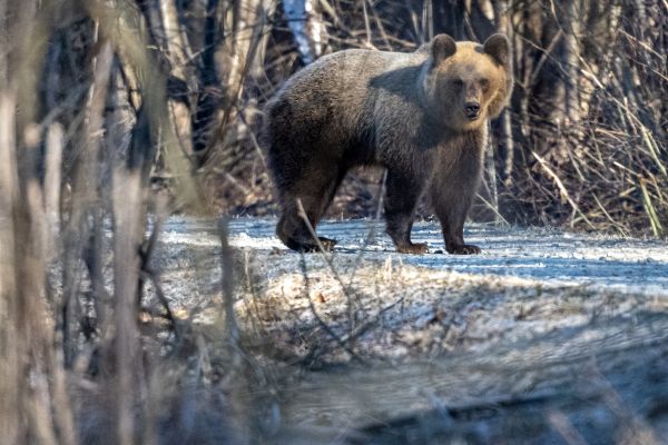 Todesangst: Bär verfolgt junges Paar im Trentino